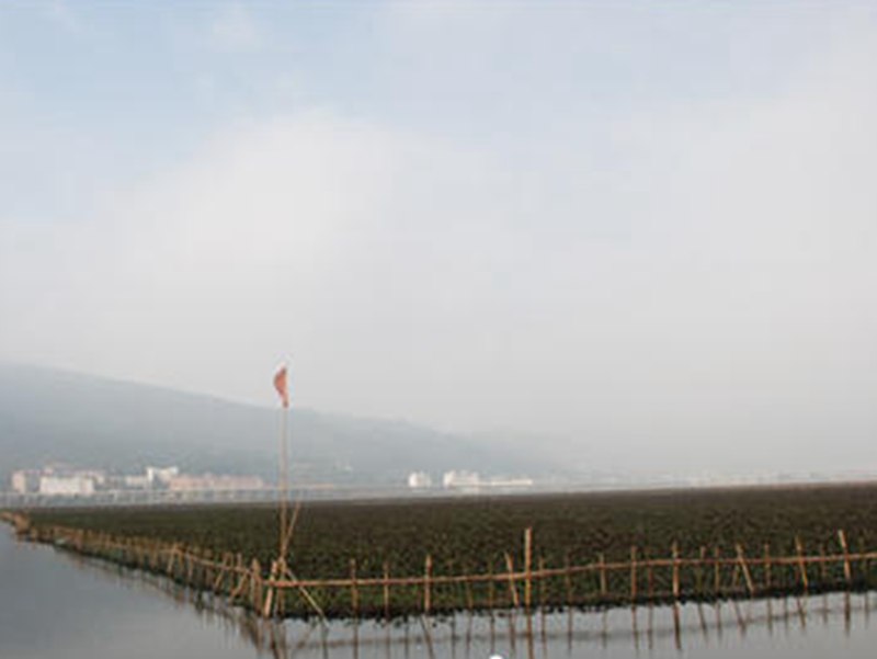 滇池圈养水葫芦变宝贝，圈养总面积达九千亩