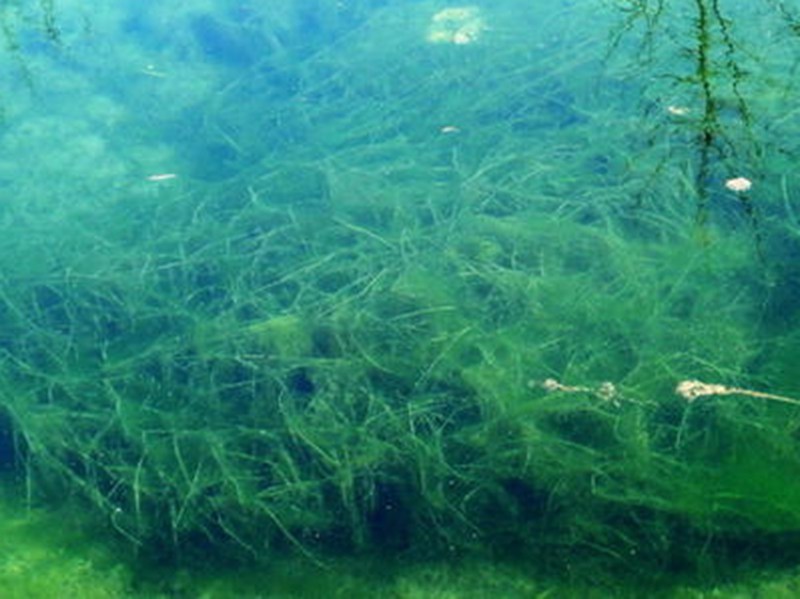 螺旋藻企业事实却是在”反噬“养育自己的一方水土