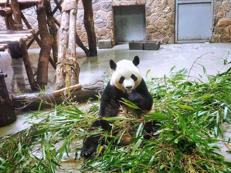 成都市用弱酸性水管理大熊猫生活环境