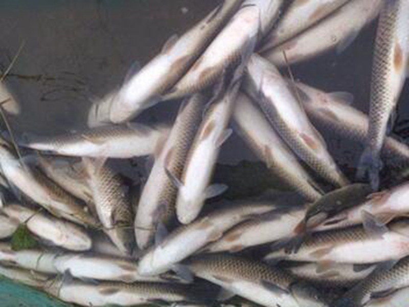 户县新河很多鱼群离奇死亡